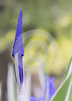 Variegated Japanese Iris laevigata Variegata, purple budding flower